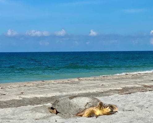 loggerhead-covering-her-eggs-2958