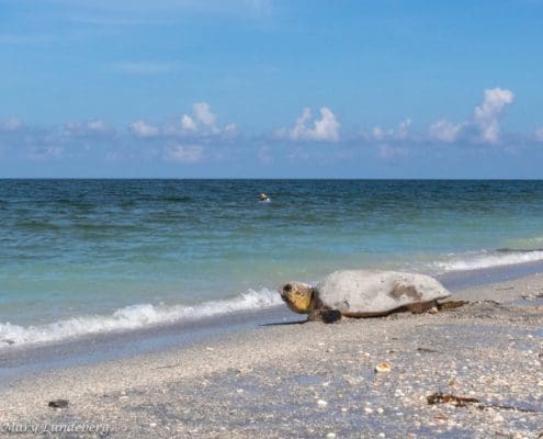 loggerhead-seaturtle-heading-home