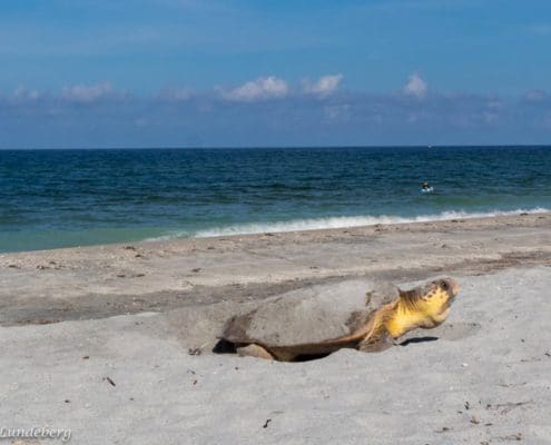 loggerhead-starting-crawl-after-nesting