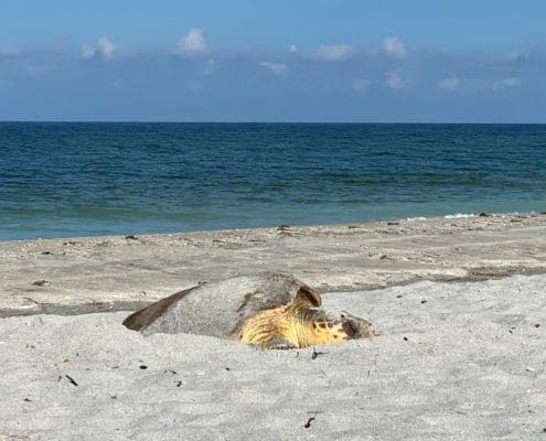 one-tired-turtle-rests-after-nesting-2942