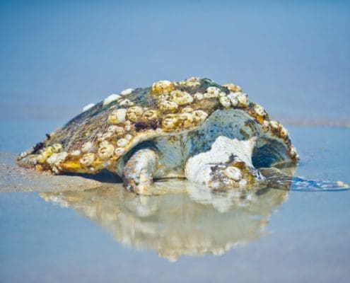 dead turtle