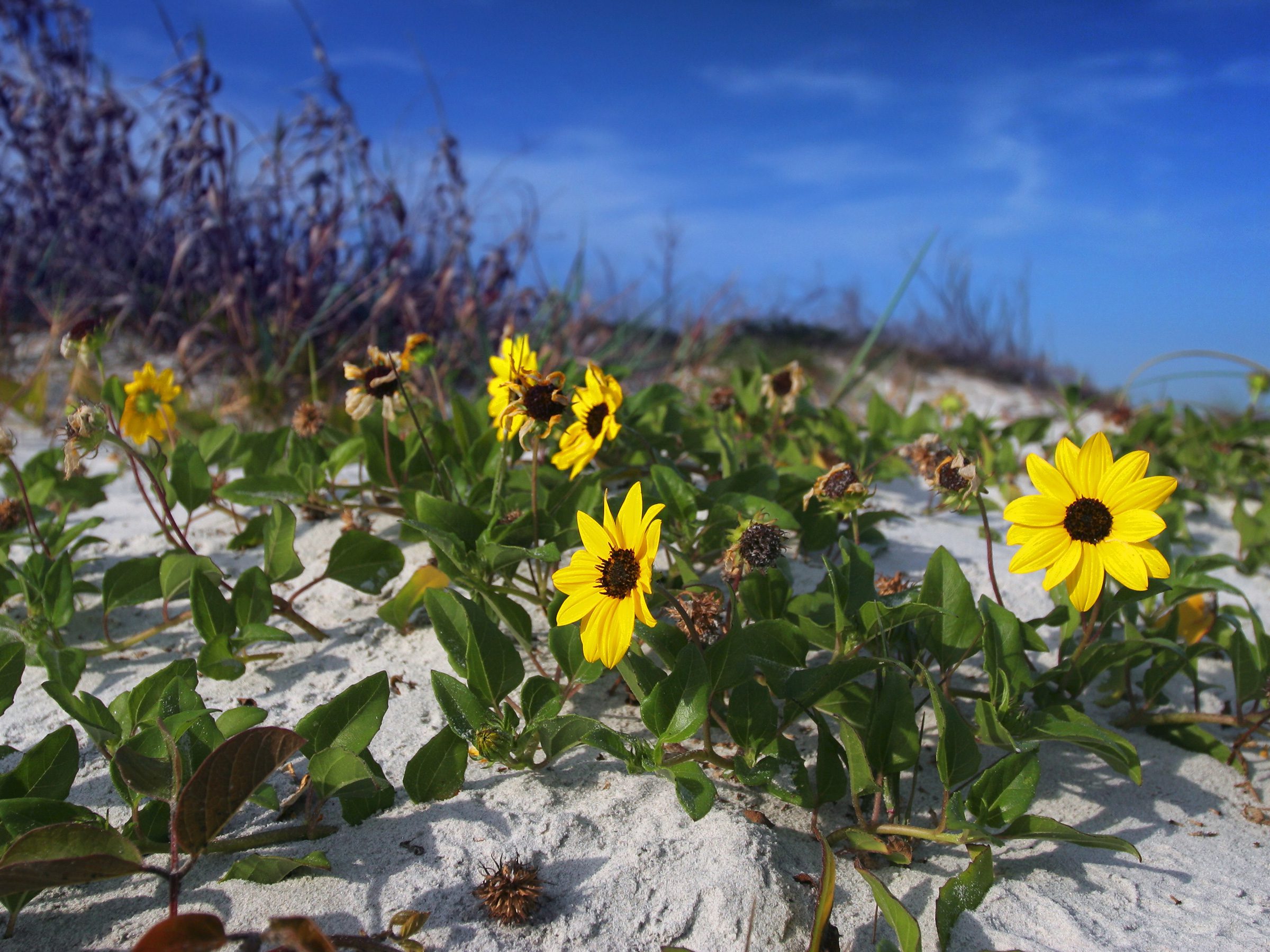 florida friendly planting