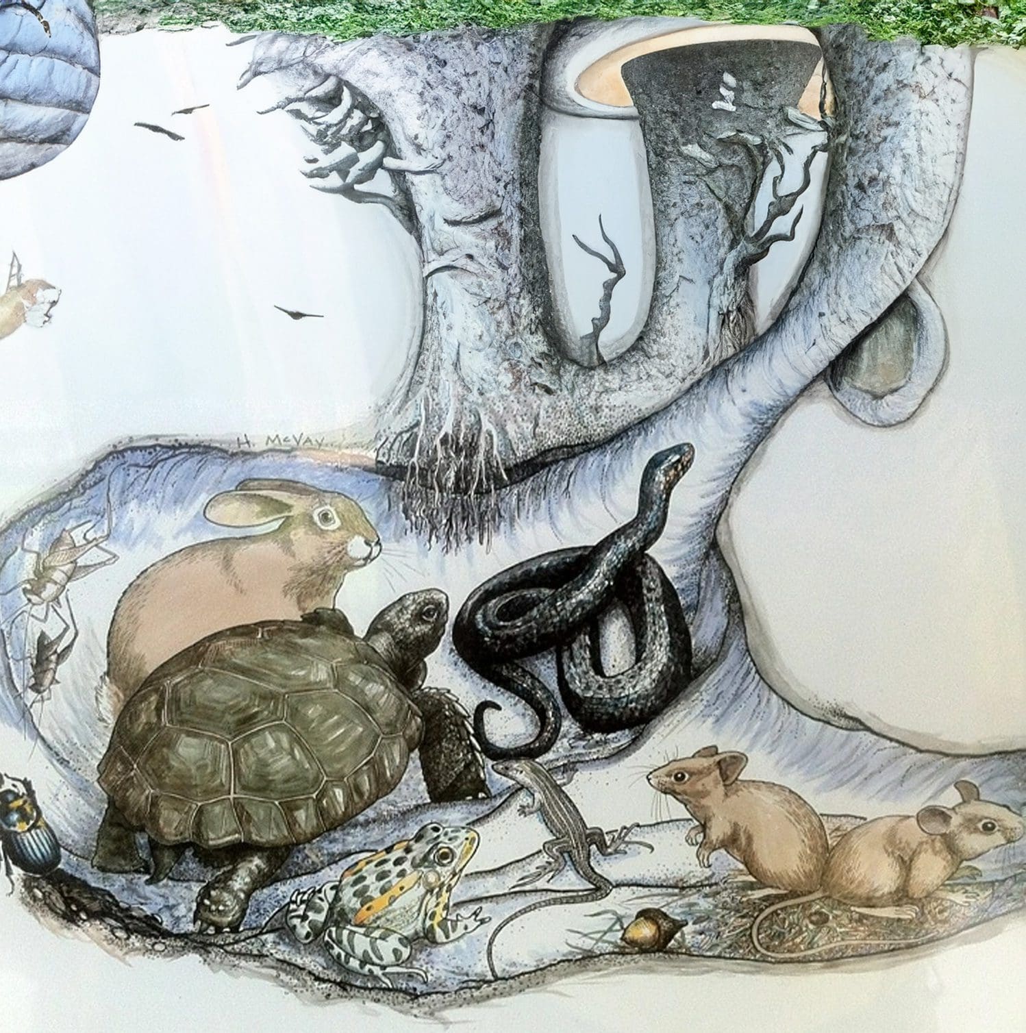 gopher tortoise burrows