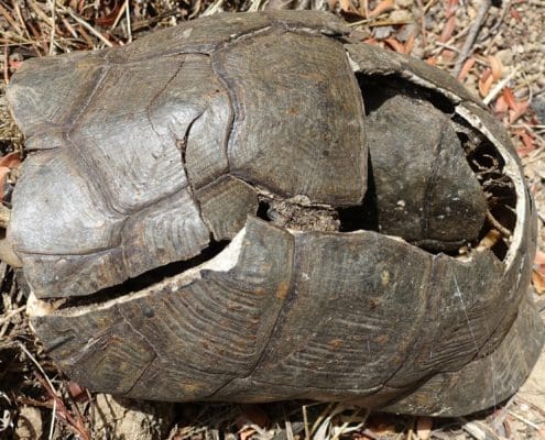 injured turtle