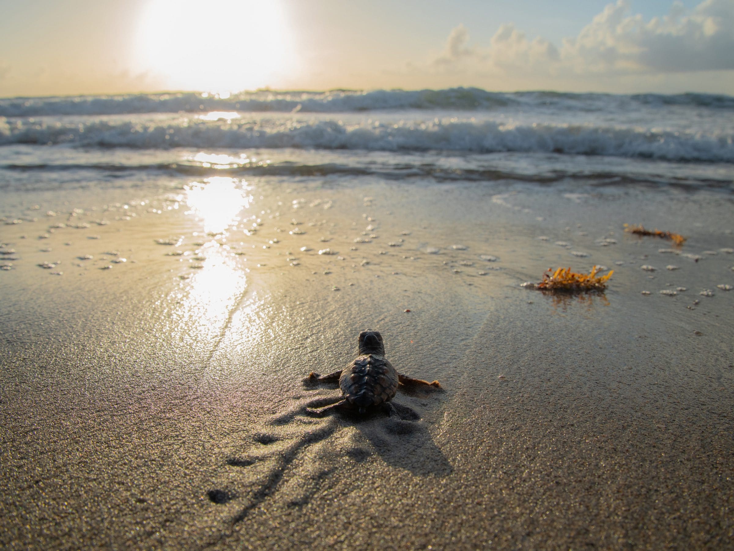 sea turtle returning
