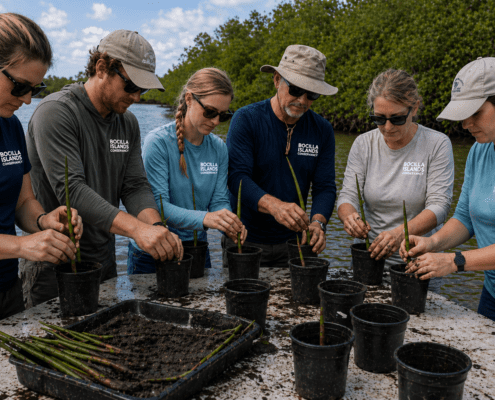 mangrove hands on workshop