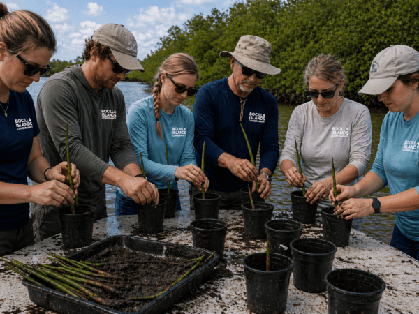 mangrove hands on workshop