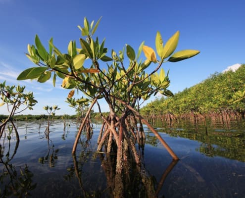 mangrove lecture bocilla islands conservancy