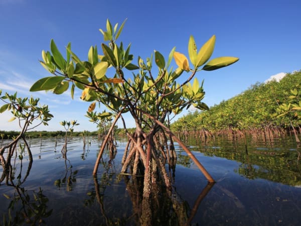 mangrove lecture bocilla islands conservancy